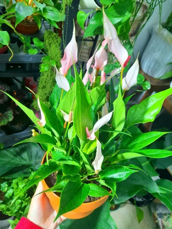 Anthurium Lilli (Xitoy) 3