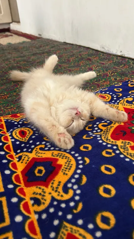Персидская кошка — фото 1 Персидская кошка — фото 1