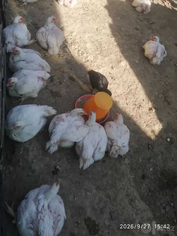 Broler tayyor 2,5kg 2 Broler tayyor 2,5kg 2