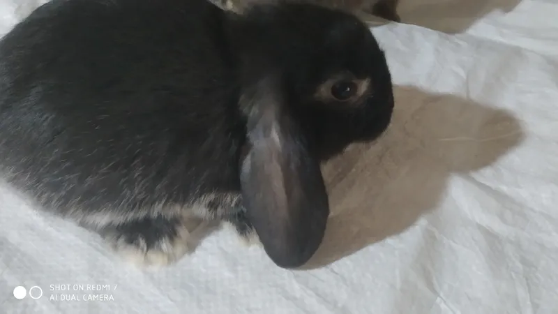 quyonlar 2 quyonlar 2