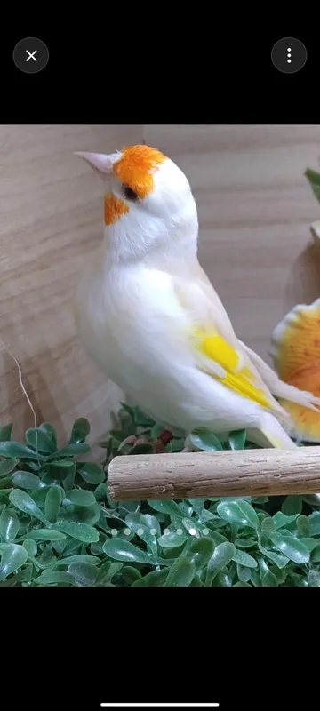 Gibrid qush sotiladi sayroda 1 Gibrid qush sotiladi sayroda 1