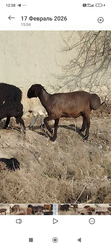 Qochqor sotiladi.