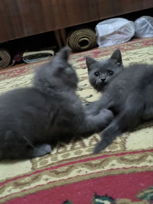 Продаю котят чистой породы 1