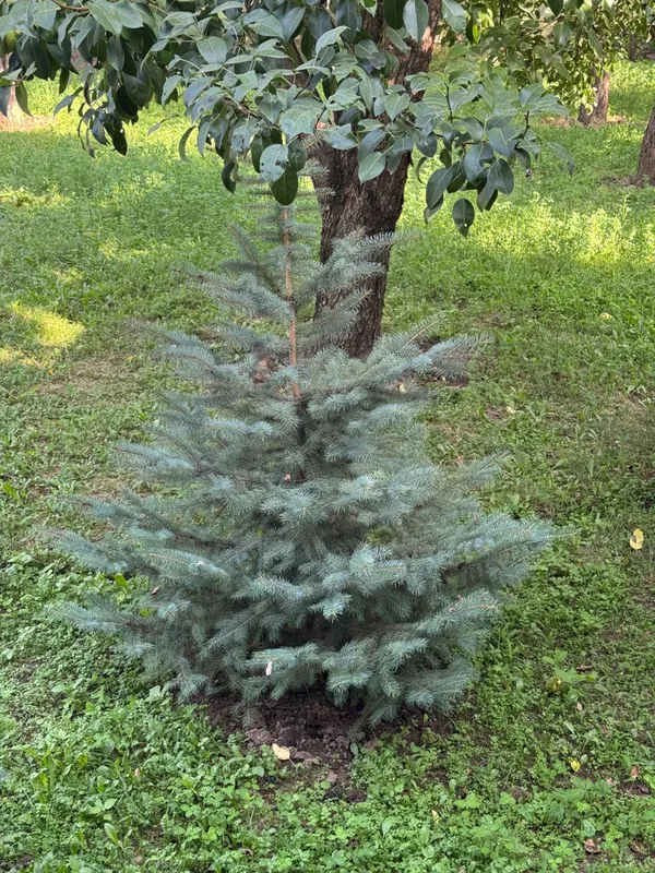 Продаётся ель 2 штуки