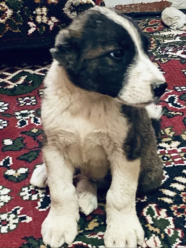 Продам Щенки алабай в доброе руки 4