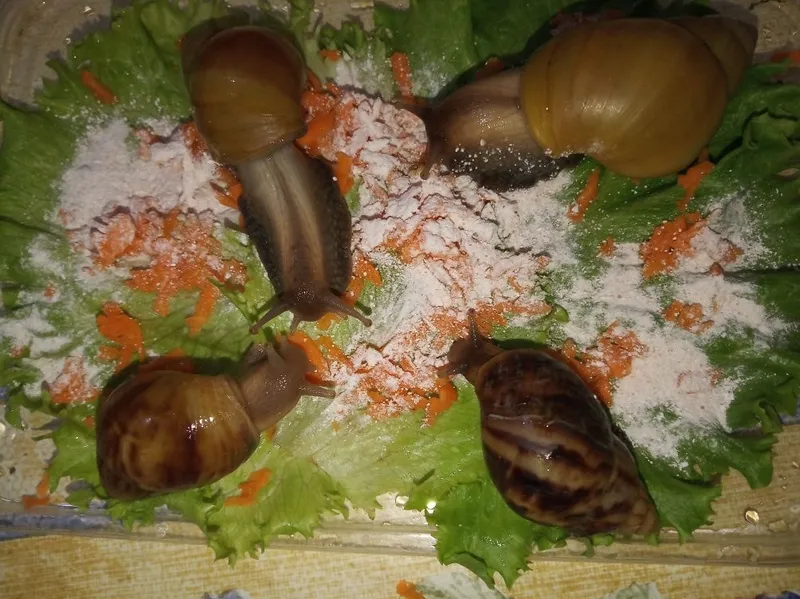 Косметологические Улитки ахатины — фото 7