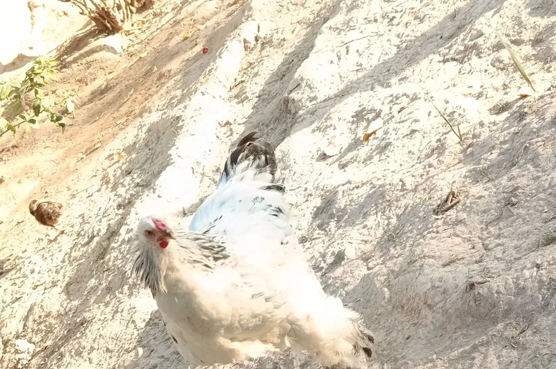 Parpoy Turidagi Tovuqlar sotuvda 6 Parpoy Turidagi Tovuqlar sotuvda 6