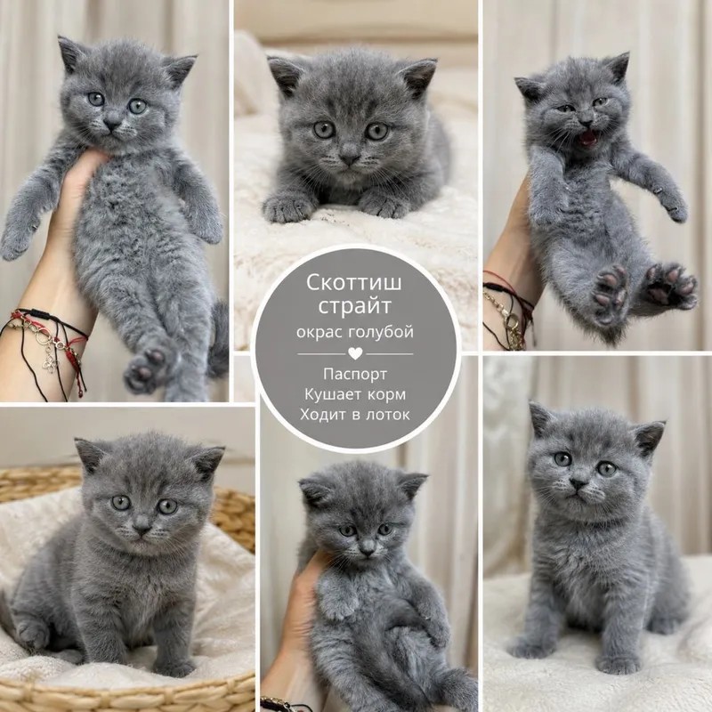Котята скотиш страйт скотиш фолд. Mushukchalari sotiladi, skotish fold