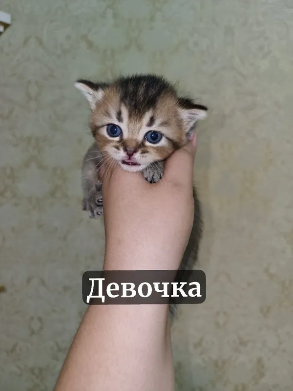 Котята под бронь — фото 4