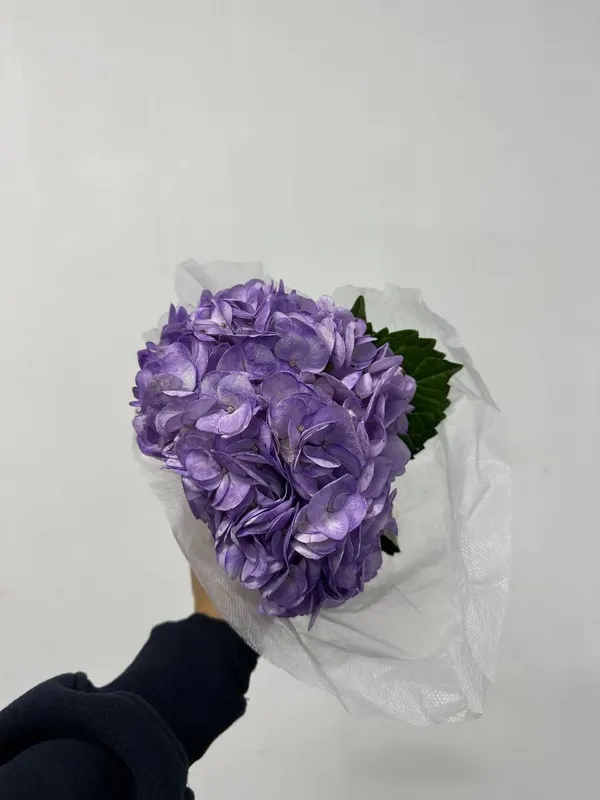 Гортензия Голландия 1