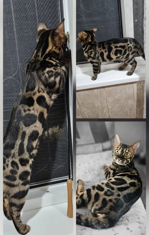 Бенгальский котенок мальчик и девушка — фото 4