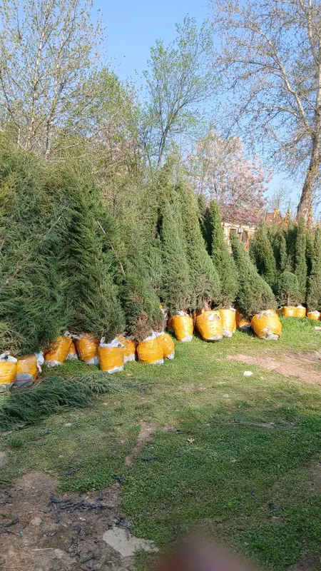 Kochatlar alo darajada