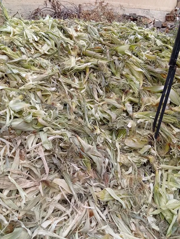 Tekin!!! Joxori pochogi tekin kinga kerak bolsa olib ketilar 3