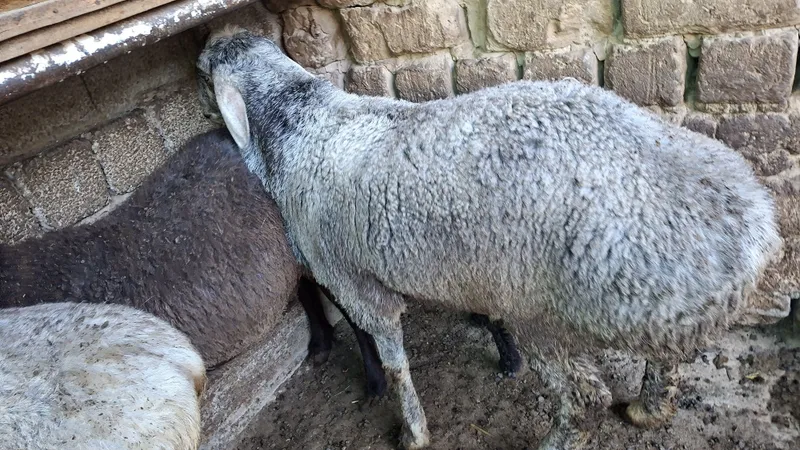 Soğliqli uy xayvonlari ozimizniki 3