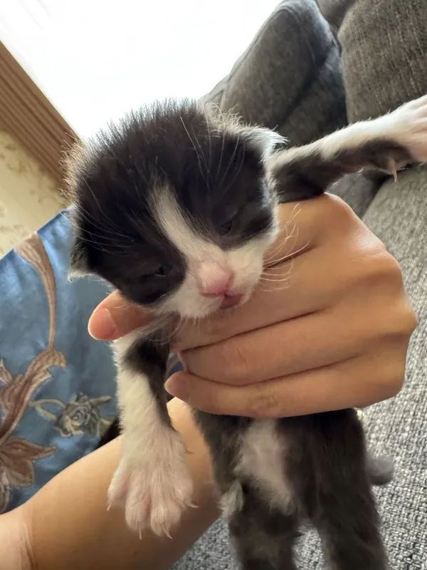 Продаются милые котята, возраст 3 недели. — фото 3
