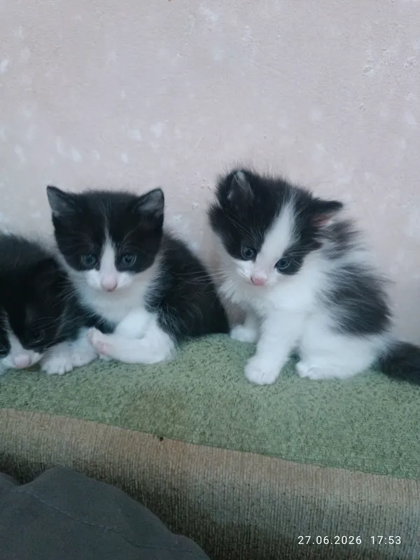 Продаются котята. Очень милые и красивые. — фото 7