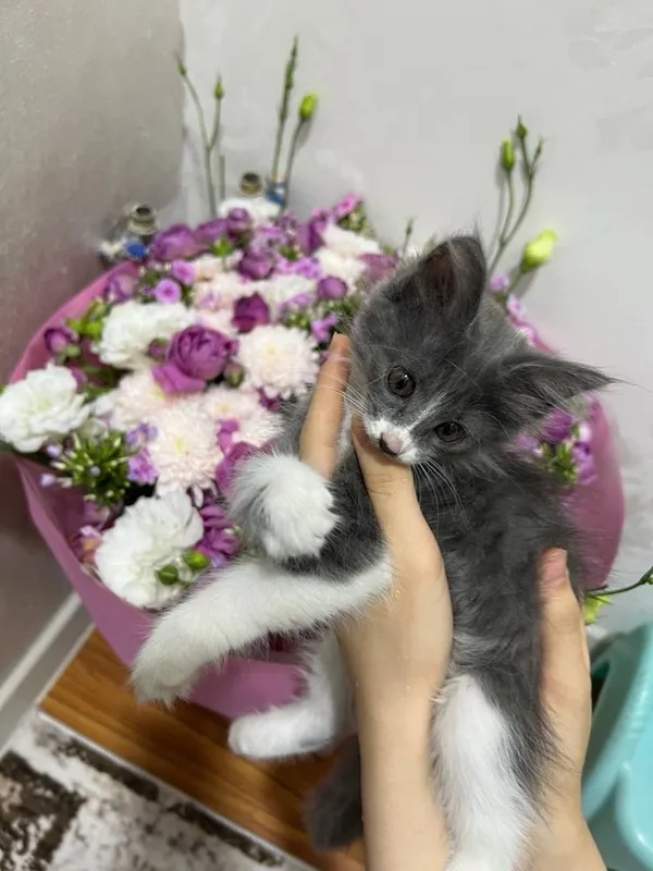 Отдается даром Котенок 2 месяца. Только в хорошую семью! 6 Отдается даром Котенок 2 месяца. Только в хорошую семью! 6