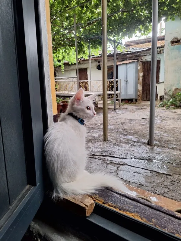 Котёнок ищет любящую семью 3 Котёнок ищет любящую семью 3