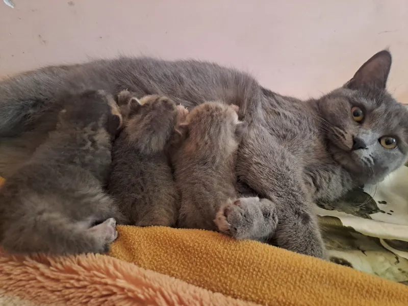 котята готовы к брони котята готовы к брони