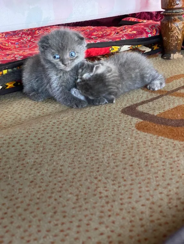 Продам котят породистые 5