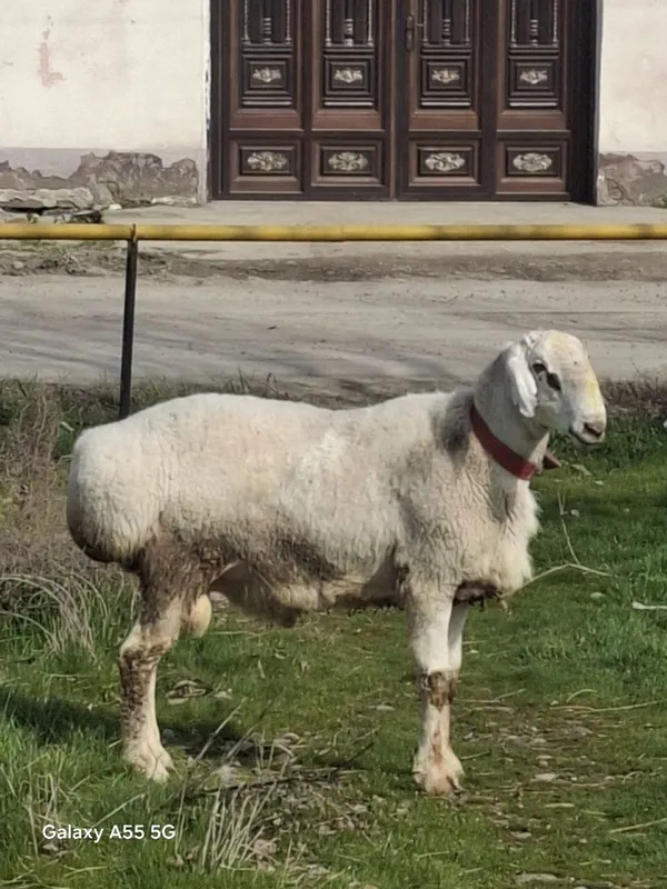 Qo'chqor sotiladi
