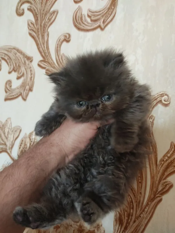 Персидские котята зксрималы