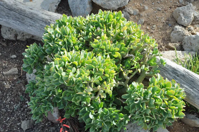 Крассула древовидная (Crassula arborescens undulatifolia) / Толстянка — фото 1