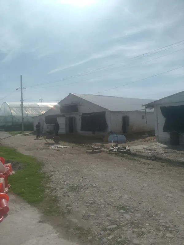 Broller Tovuq boqish uchun Tovuq hona Ijaraga beriladi — фото 1