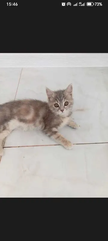 Mushukcha 4 oylik qiz bola