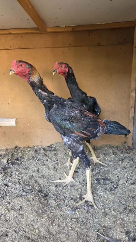 Dakan jojala 5 kg tepasi bo'ladi 3 Dakan jojala 5 kg tepasi bo'ladi 3