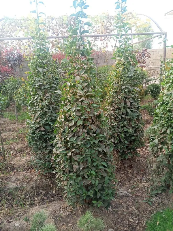 Декоративные саженцы — от фирмы Samarqand Agro Dizayn! — фото 3