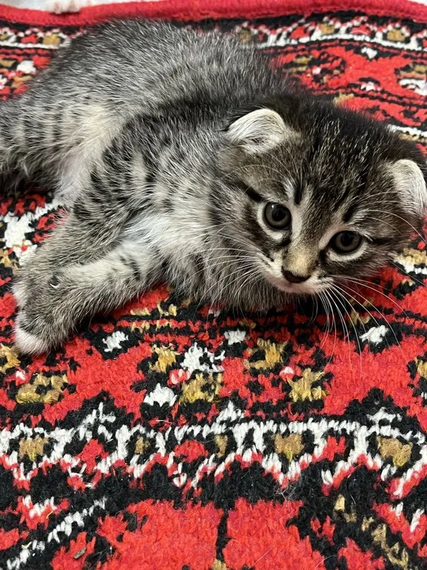 киз бола пишик, 1 ярим ойлик