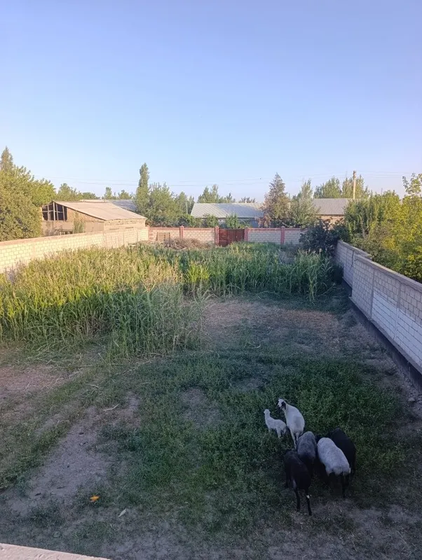 Продаю дачу MADANIYAT 1