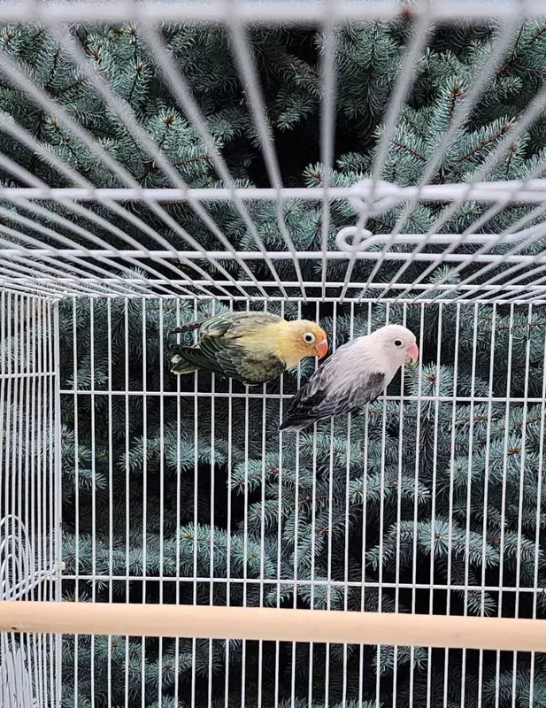 Nerazluchka Opaline Попугай 5 Nerazluchka Opaline Попугай 5