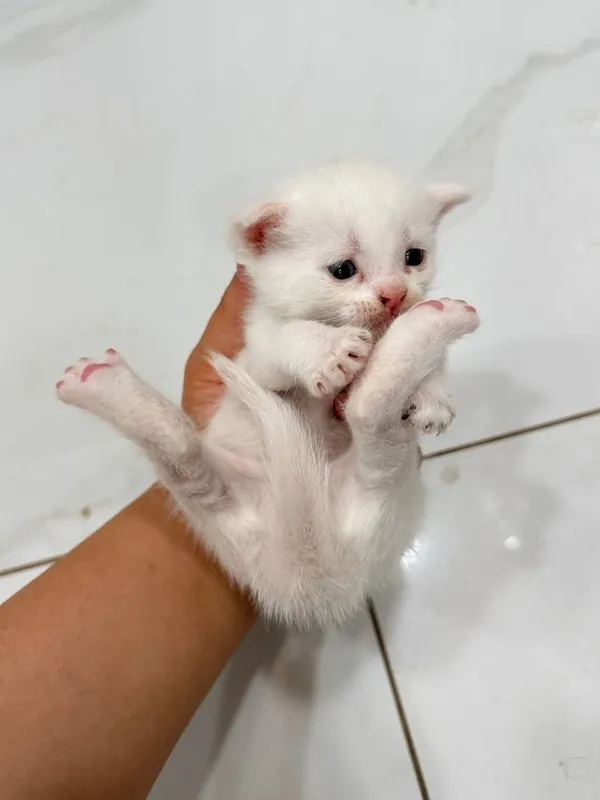 Zotdor uy mushigi Sotiladiii 4 Zotdor uy mushigi Sotiladiii 4