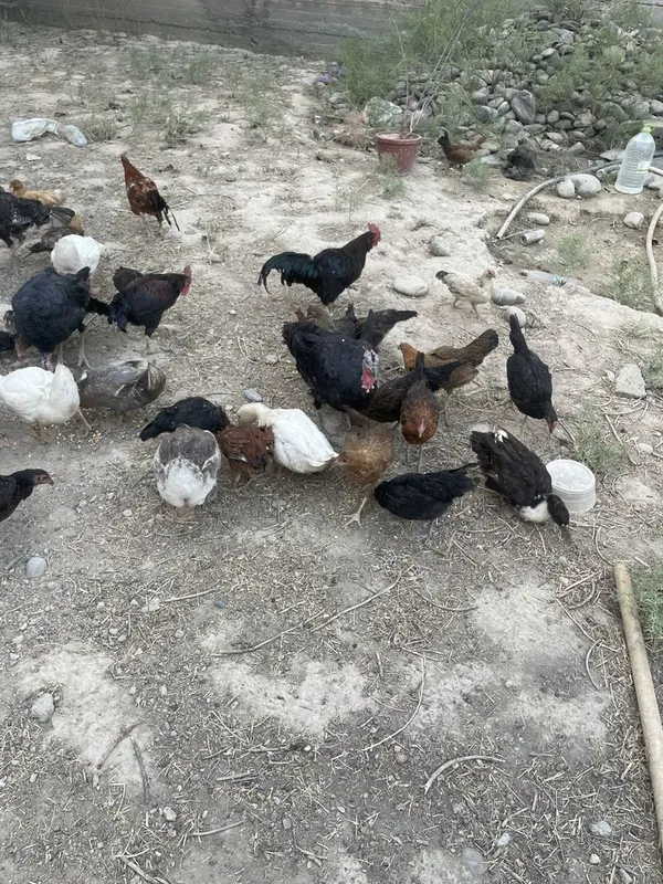 Tovuqlar sotimadi 1
