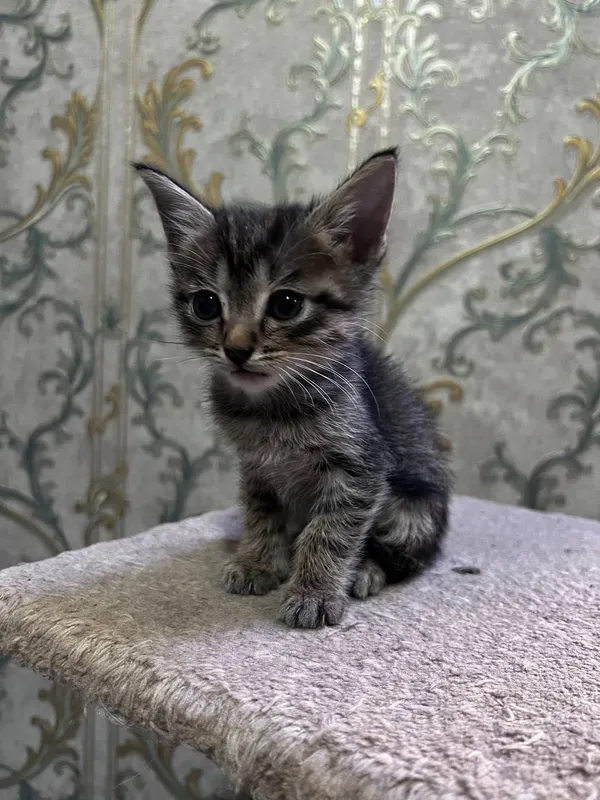 Продаются котята — фото 3