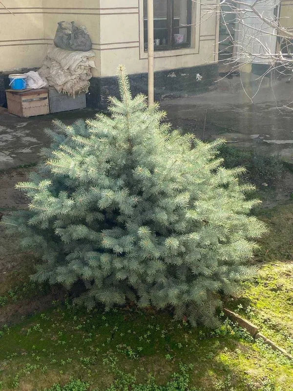 Голубая Ель сенсалари сотилади Селбериский нави Мовий оқ арча — фото 1
