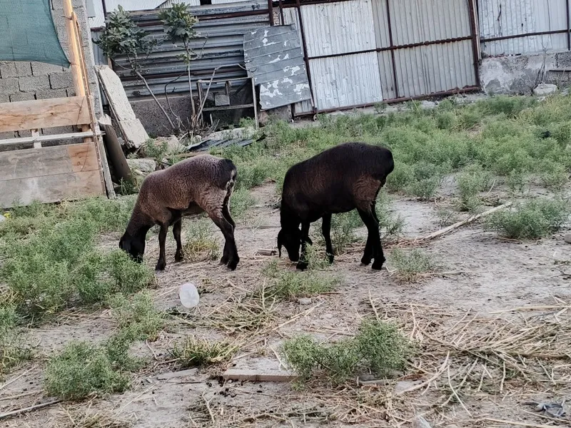 Quylar echkilarrr sotiladi 6