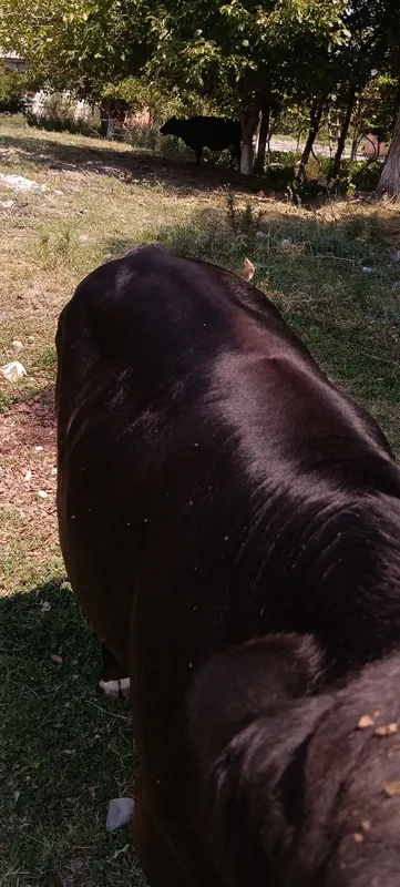 super pora buqaaaa 1 super pora buqaaaa 1