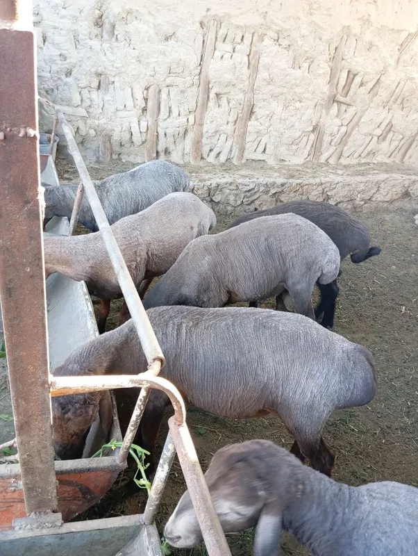Barragla sotiladi 2