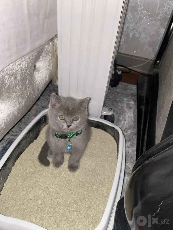 British Shorthair 4 British Shorthair 4