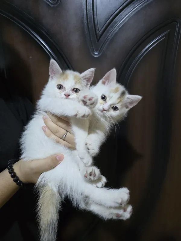 Продам котят 2месяца 2