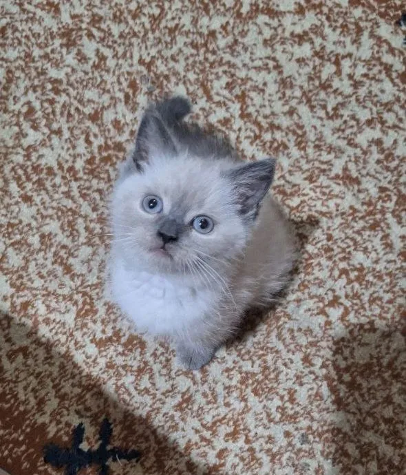 mushukcha, 2 oylik
