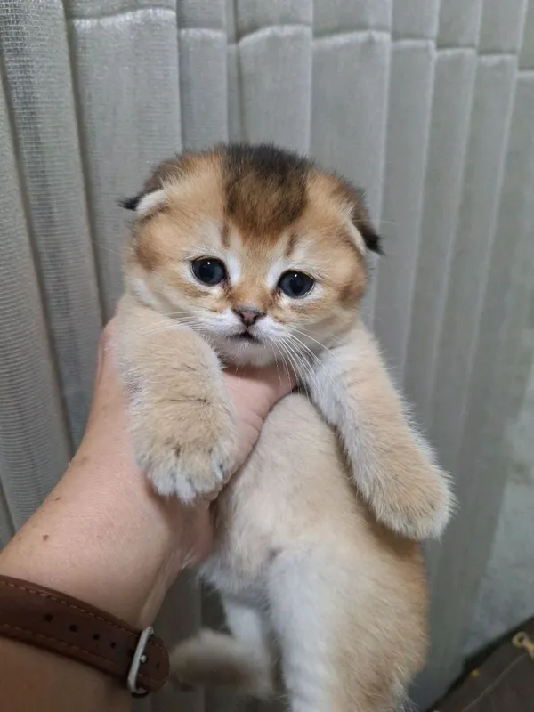 продаю котят шиншил