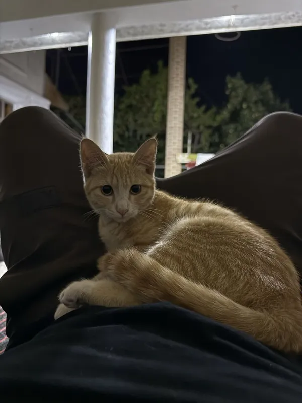 Кот отдам в хорошие руки 2 Кот отдам в хорошие руки 2