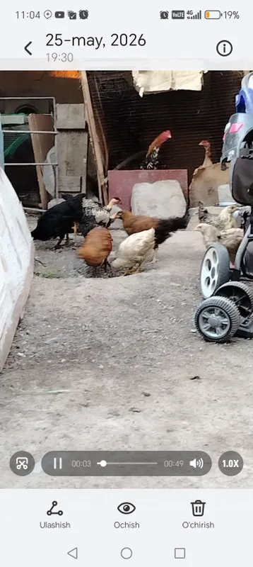 Tovuqlar sotiladi 1