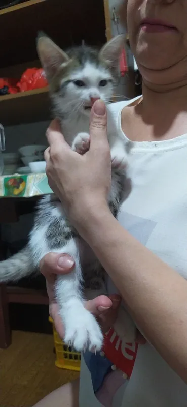 Котята, домашние 5 Котята, домашние 5