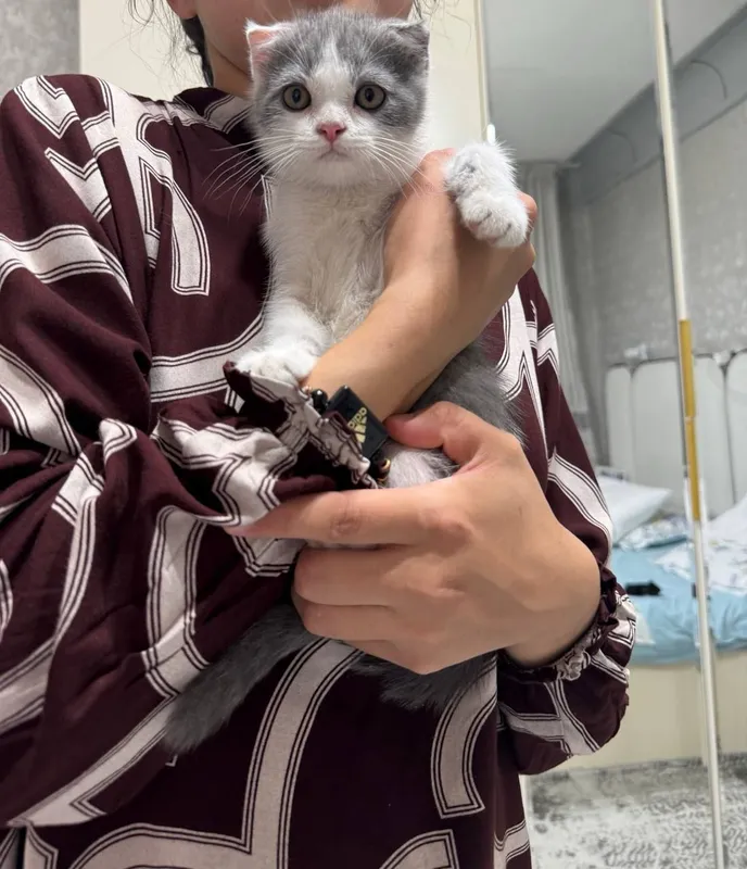 Продаются котята 1