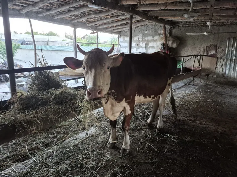 Smental mol sotiladi 1